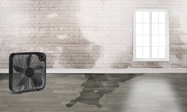 Best Water damage restoration near me  in Mississippi State, MS